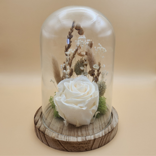 Rose éternelle blanche sous cloche