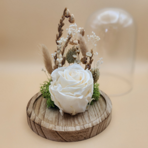 Rose éternelle banche sous cloche