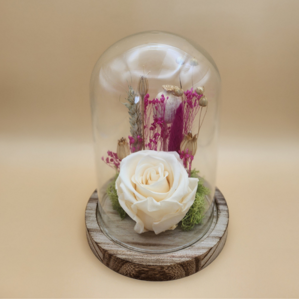 Rose éternelle blanche sous cloche